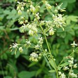 Thalictrum minus