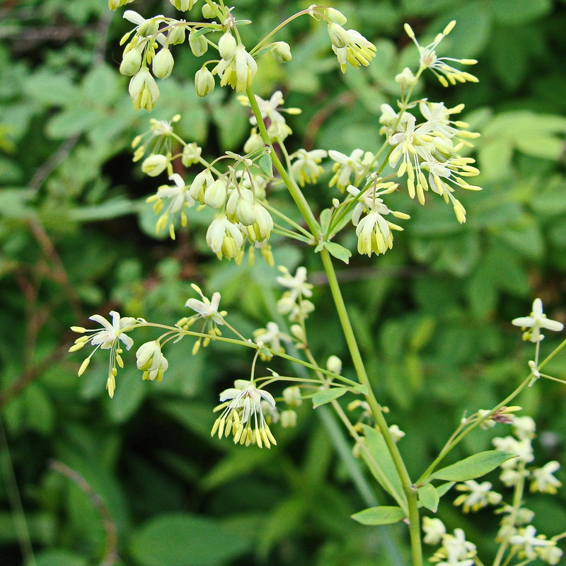 Изображение особи Thalictrum minus.