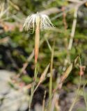 Dianthus kuschakewiczii