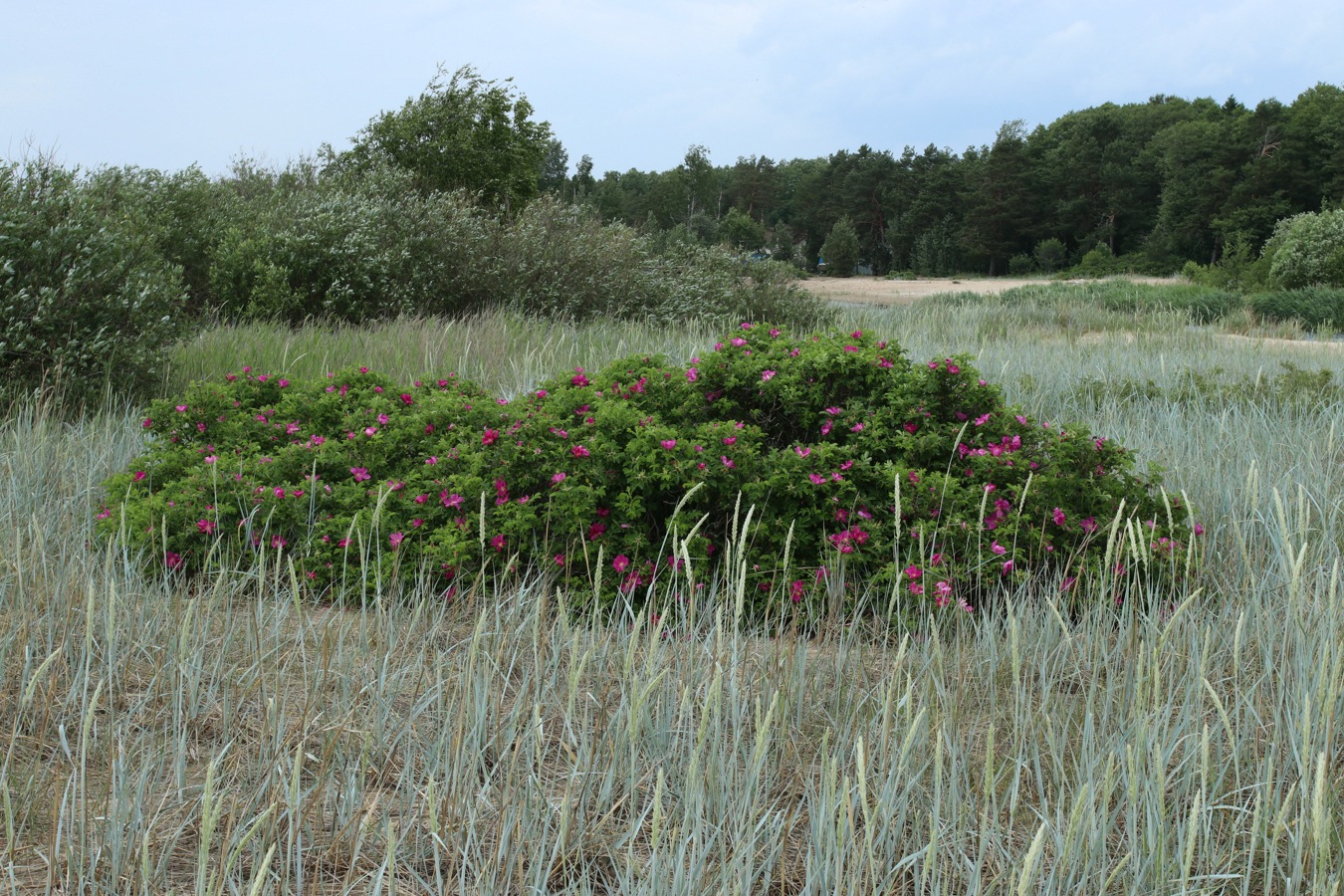 Image of Rosa rugosa specimen.
