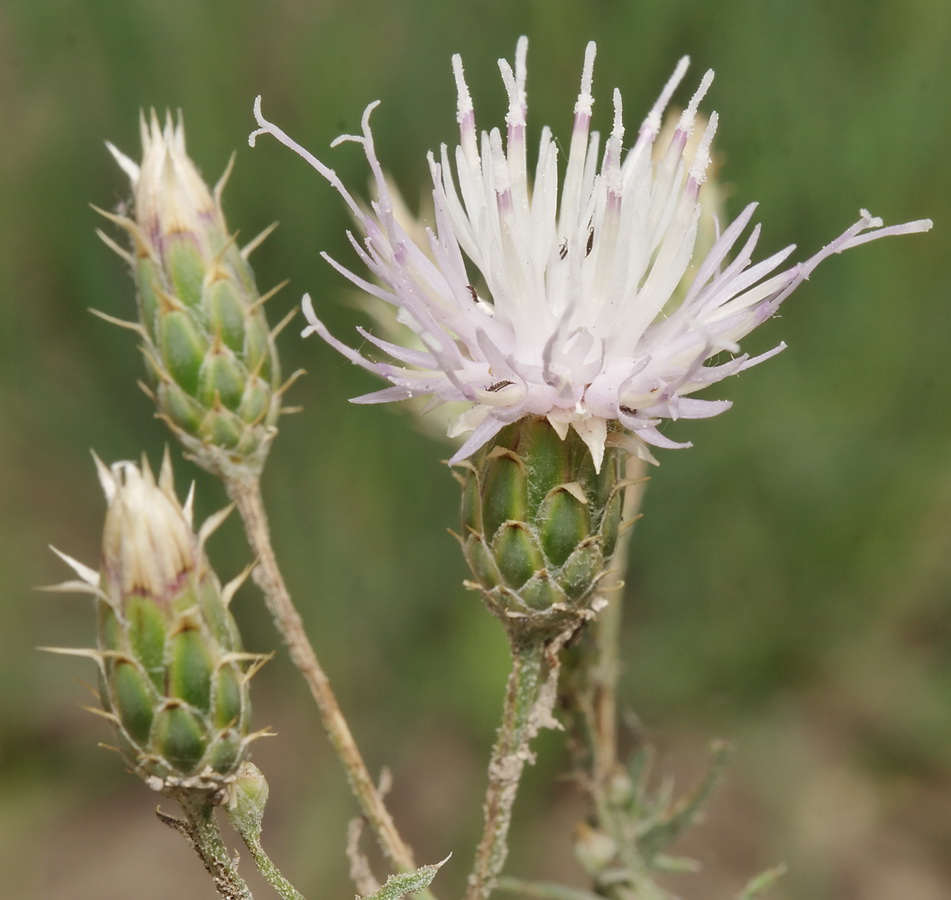 Изображение особи Klasea erucifolia.