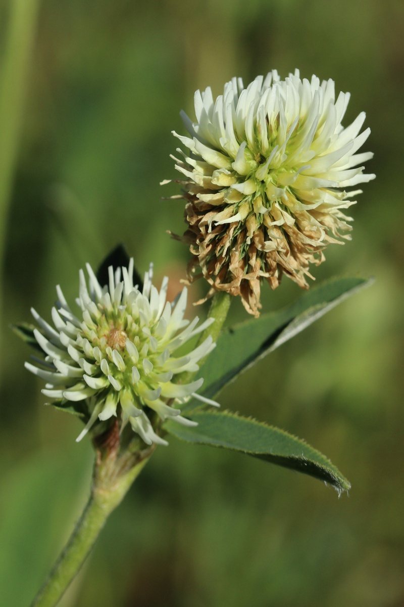 Image of Trifolium montanum specimen.
