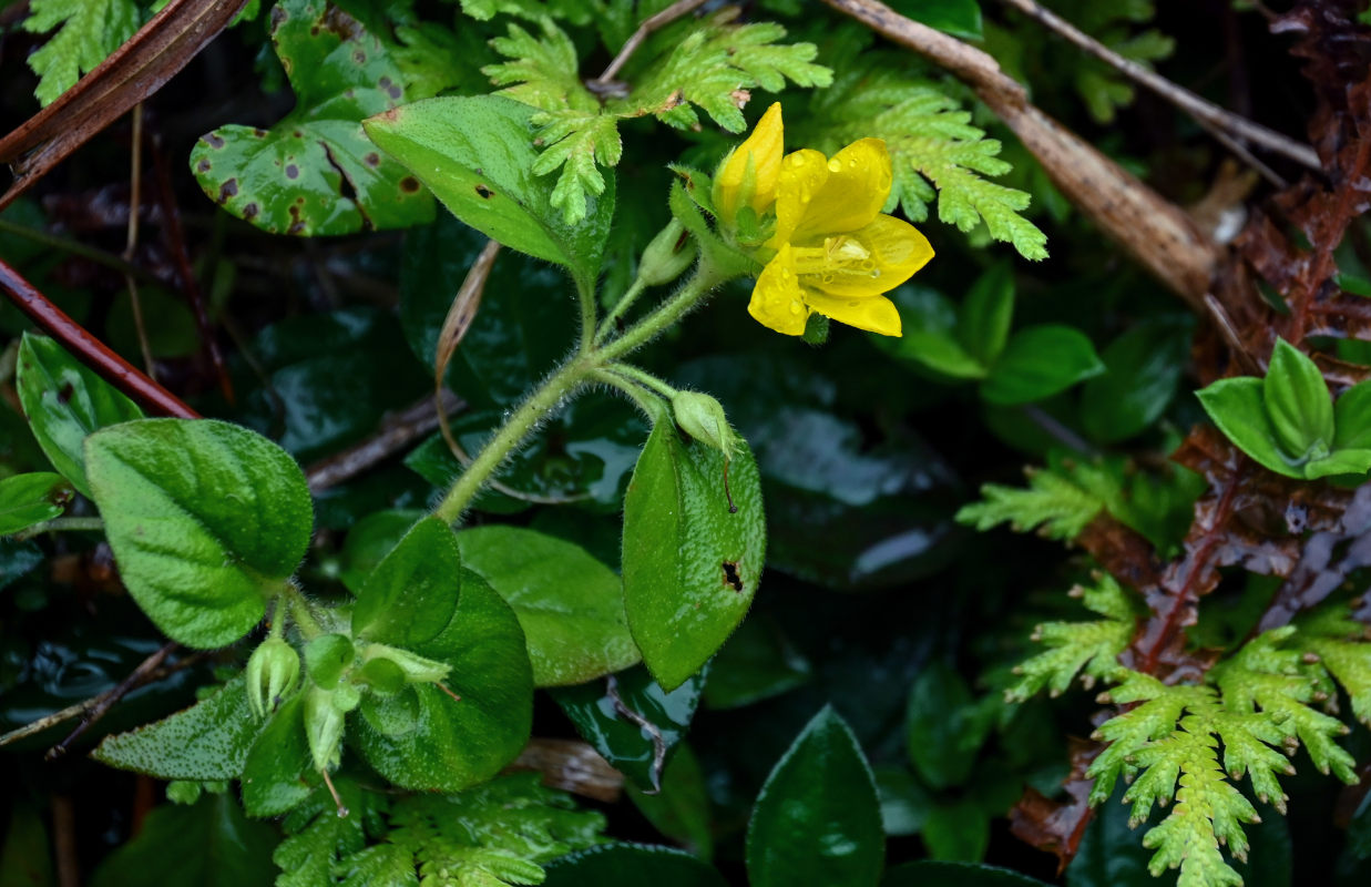 Image of Lysimachia pseudohenryi specimen.