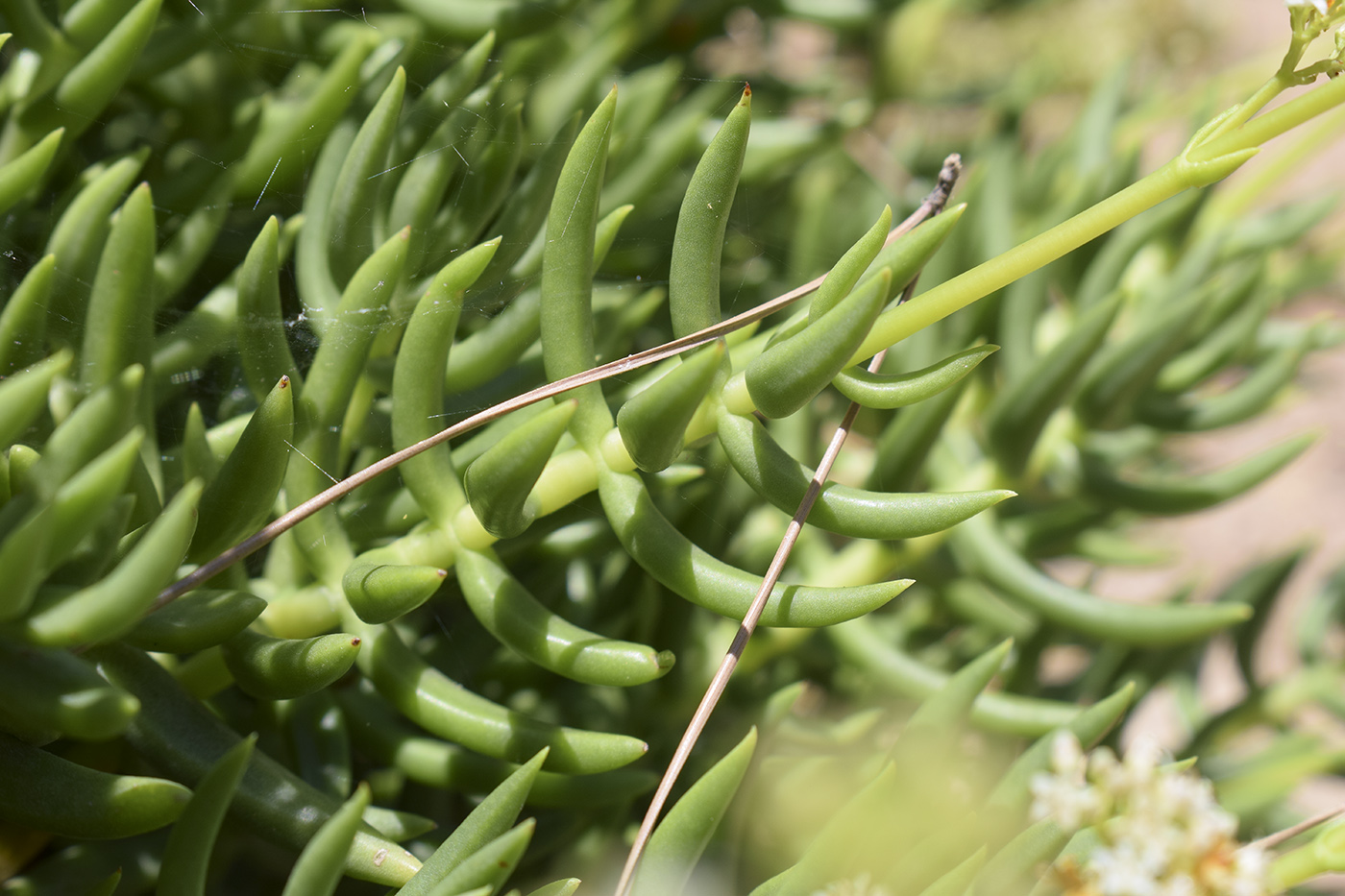 Изображение особи Crassula tetragona.