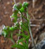 Bifora testiculata