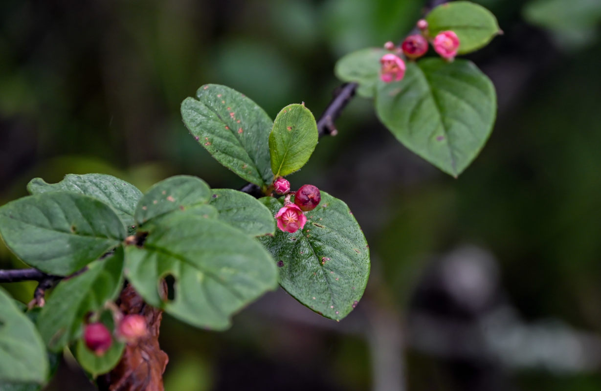 Image of Cotoneaster zabelii specimen.