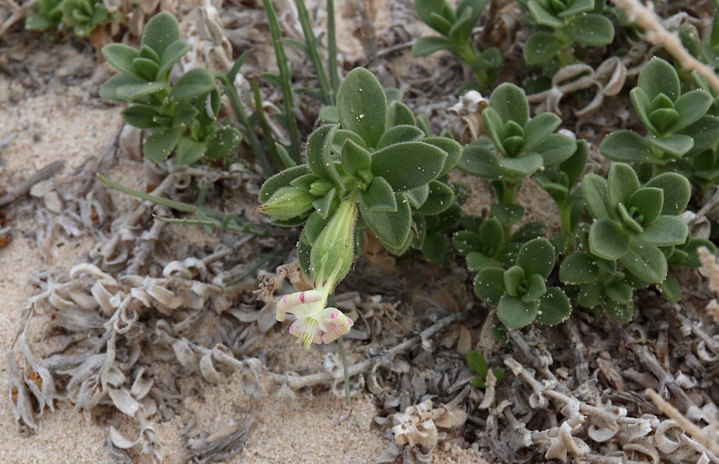 Image of Silene succulenta specimen.