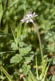 Erodium moschatum