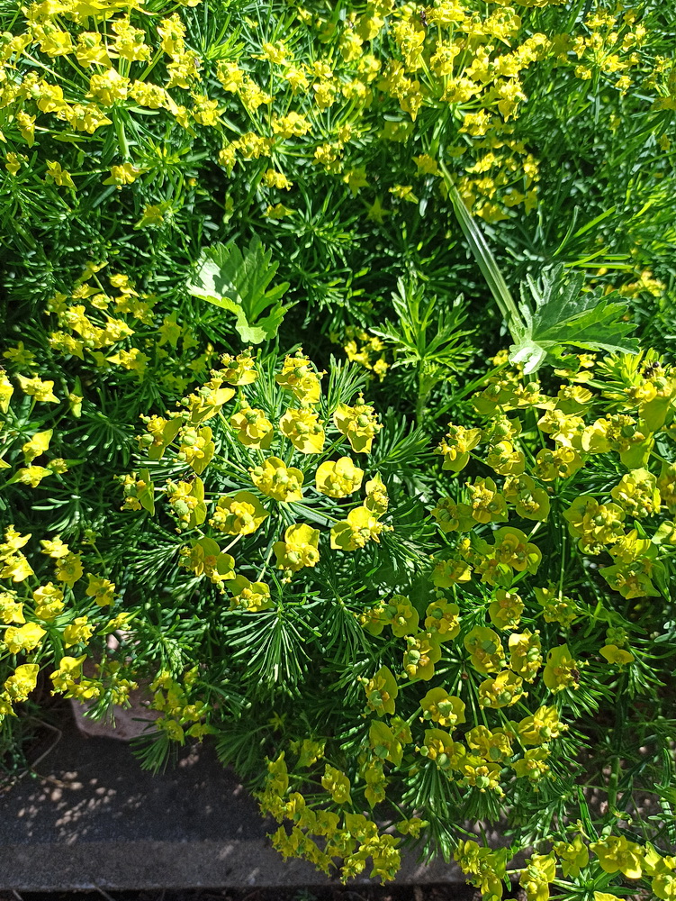 Изображение особи Euphorbia cyparissias.