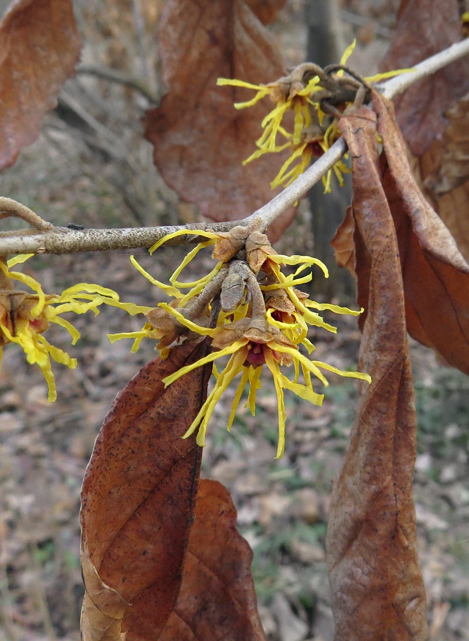 Изображение особи Hamamelis vernalis.