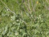 Lathyrus ochrus. Верхушки цветущих и плодоносящих побегов. Испания, Каталония, пров. Жирона, комарка Баш Эмпорда, муниципалитет Санта-Кристина-де-Аро, окр. н.п. Романья-де-ла-Сельва, травяной откос террасного поля. 31.03.2025.
