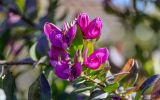 Polygala myrtifolia