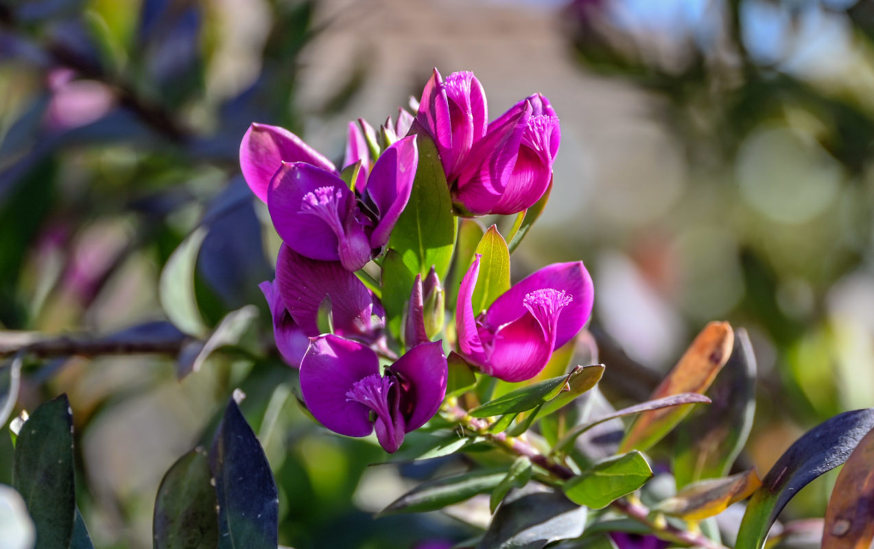 Image of Polygala myrtifolia specimen.