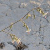 Oberna csereii