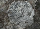 Aspicilia candida