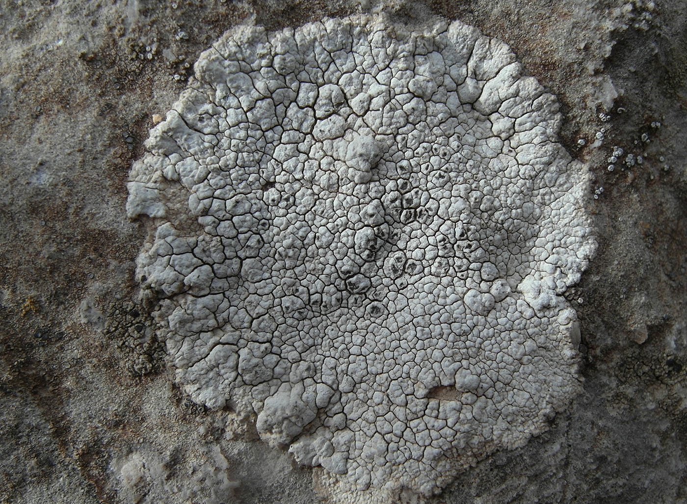 Image of Aspicilia candida specimen.