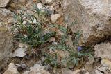 Cousiniopsis atractyloides. Цветущее растение. Таджикистан, Хатлонская обл., Кабодиёнский р-н, хр. Аруктау, окр. пер. Дандан-Чикан, пестроцветы, крупнообломочная осыпь переполненного окаменевшими раковинами и гипсом песчаника. 18 апреля 2025 г.