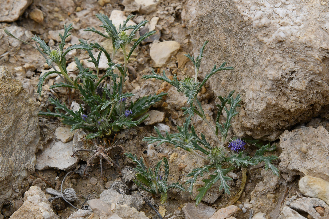 Image of Cousiniopsis atractyloides specimen.