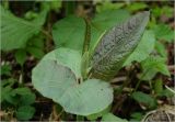 Reynoutria sachalinensis. Верхушка побега с молодыми листьями. Московская обл., Раменский р-н, окр. дер. Хрипань, садовый участок. 08.06.2025.