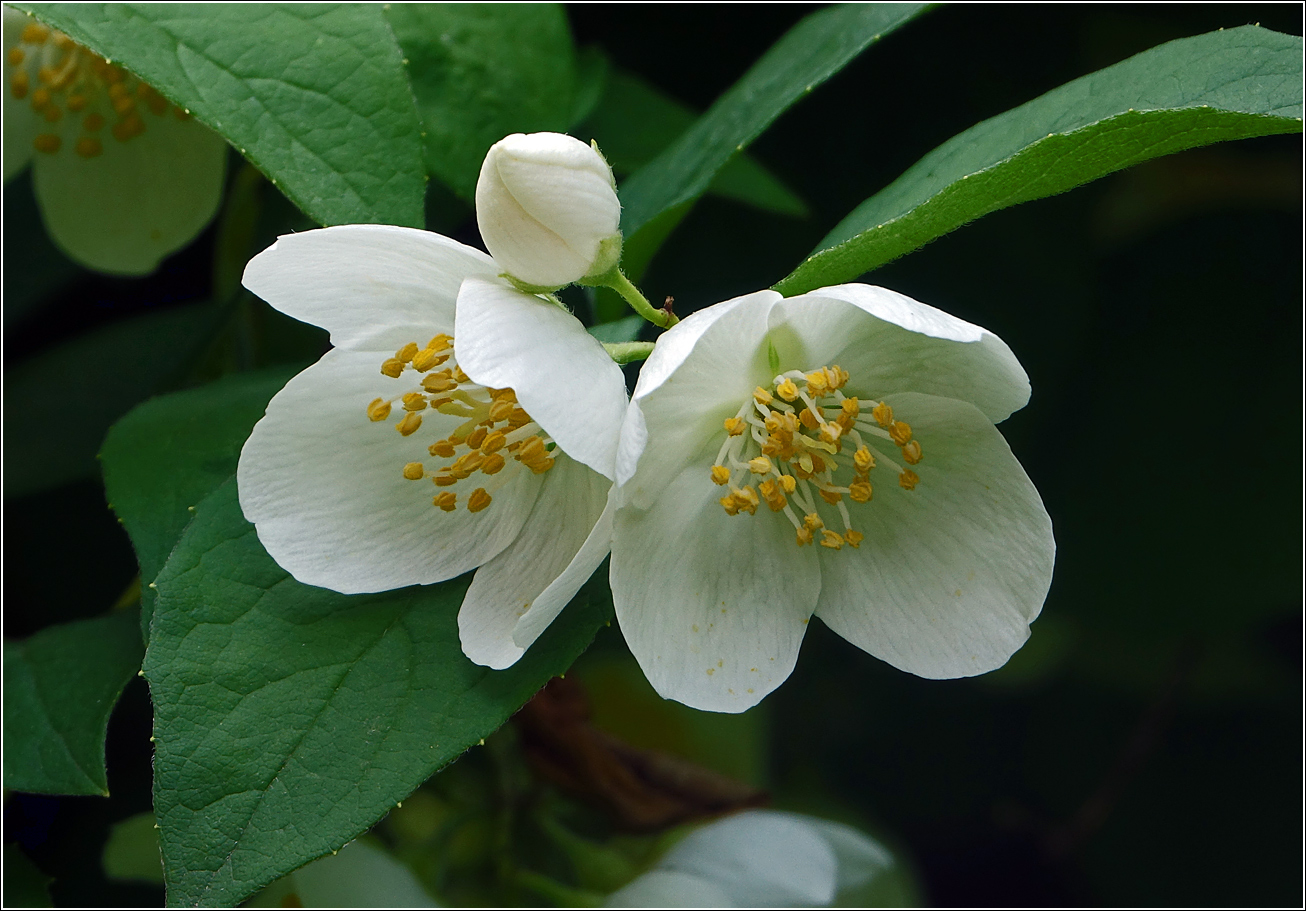 Изображение особи Philadelphus pubescens.
