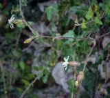 Melandrium latifolium