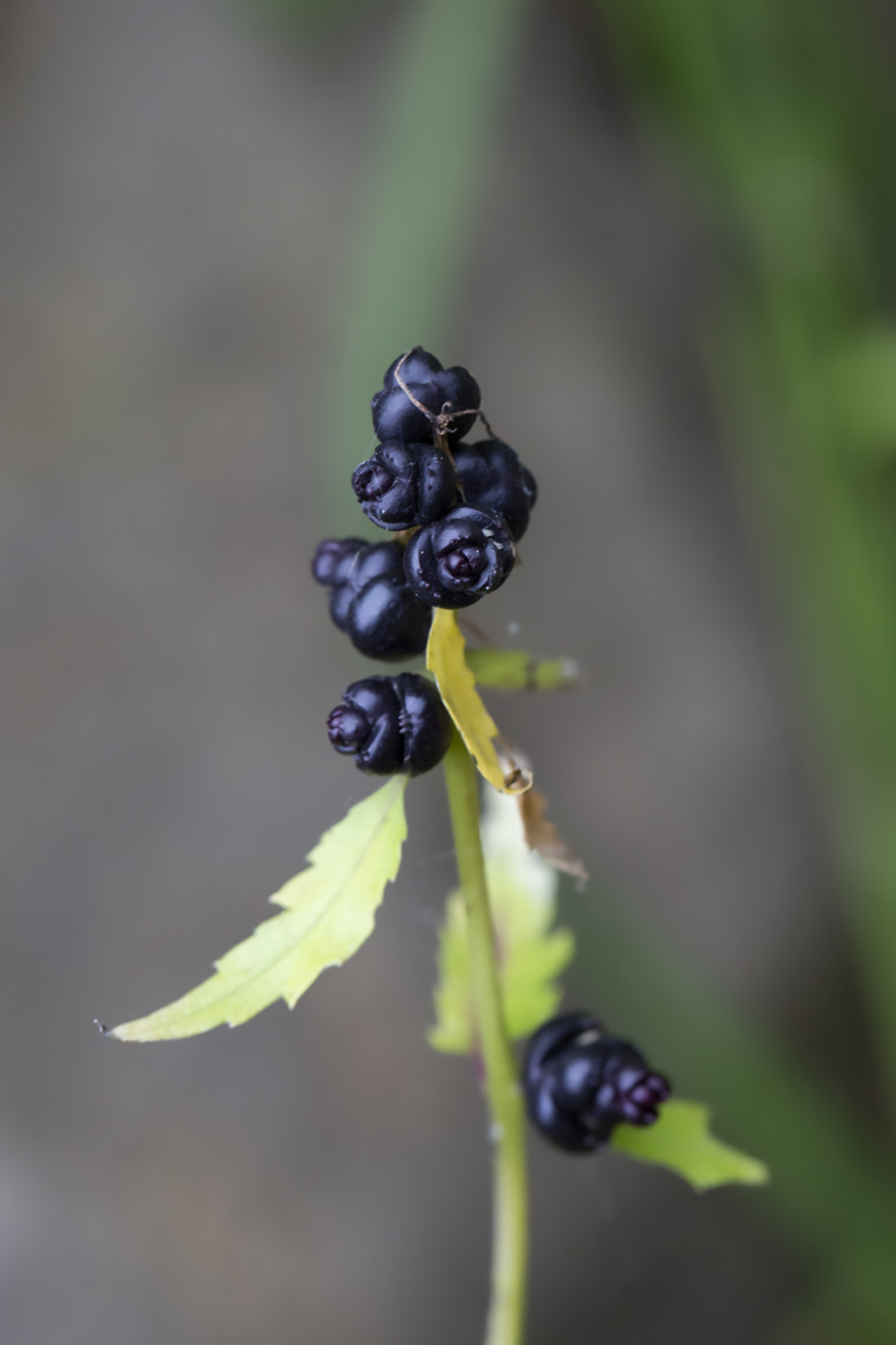 Изображение особи Cardamine bulbifera.