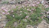 Gypsophila capituliflora. Цветущее растение. Таджикистан, Горно-Бадахшанская автономная обл., Мургабский р-н, хр. Музкол, пер. Кокджар. ≈ 3800 м н.у.м., каменистый склон. 11 июля 2025 г.