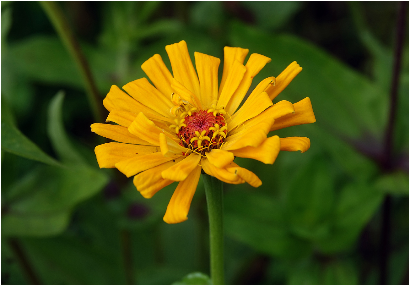 Image of Zinnia elegans specimen.