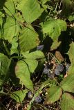 Rubus caesius