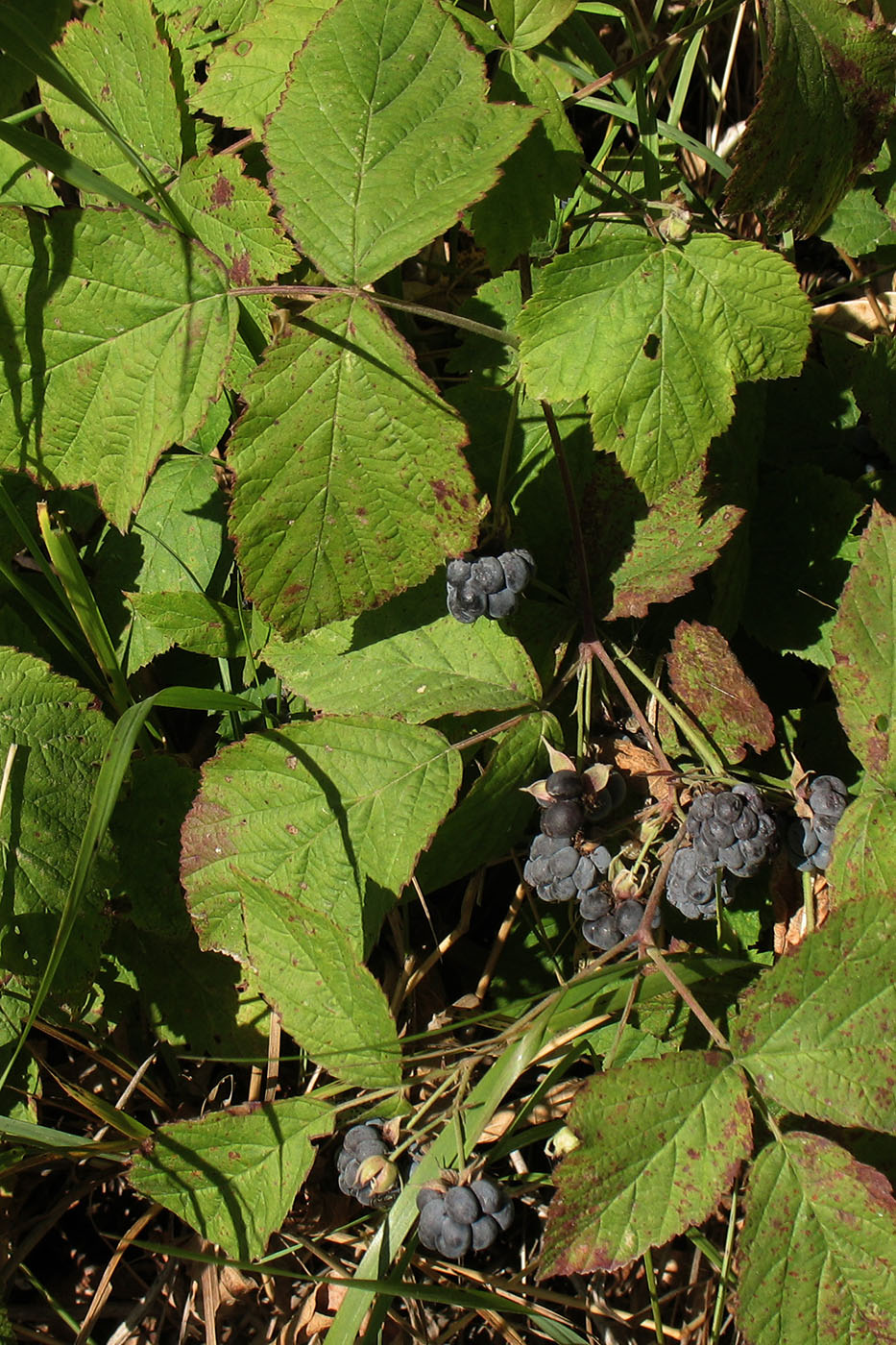 Image of Rubus caesius specimen.