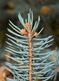 Image of taxon representative. Author is Тулкин Тиллаев