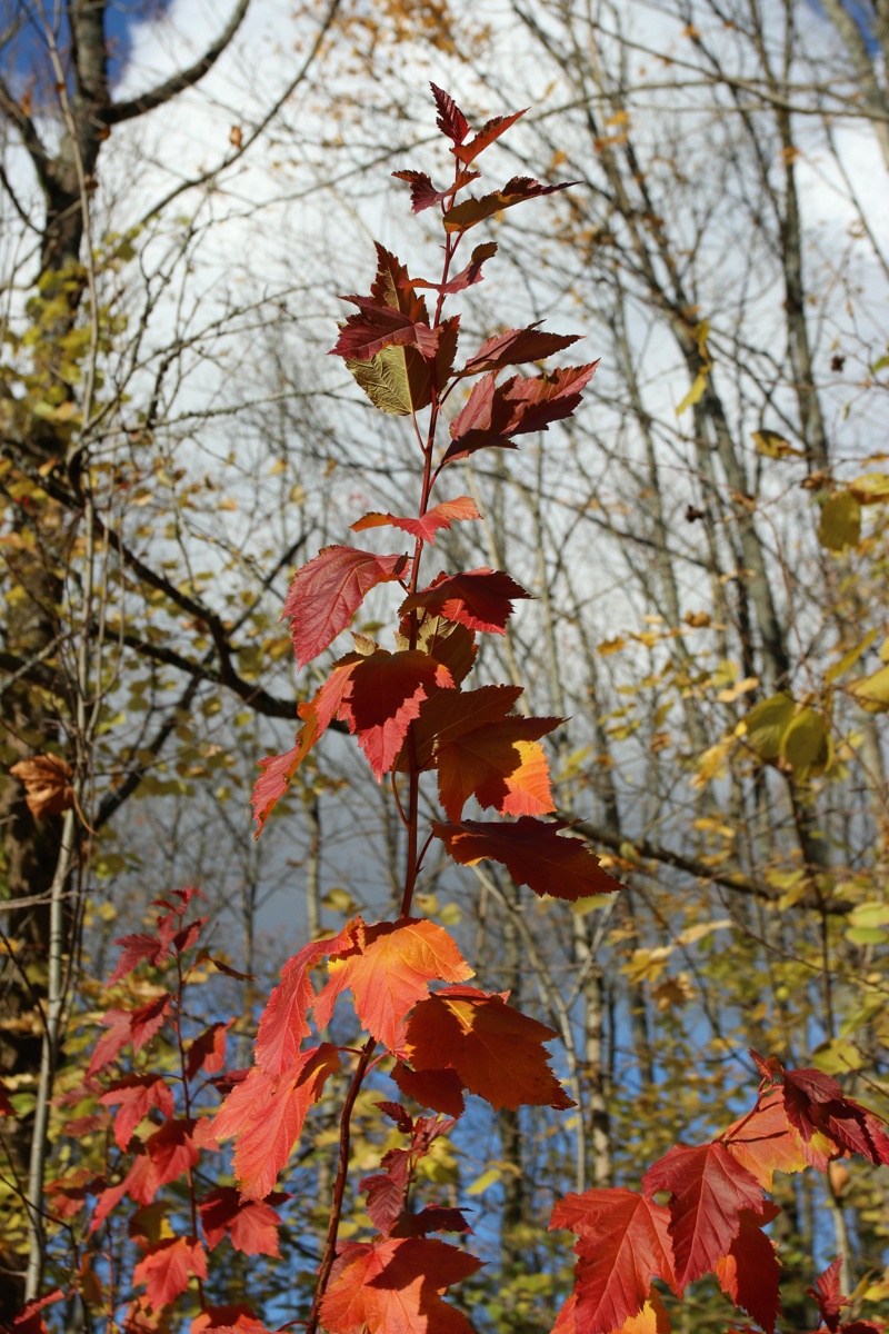 Изображение особи Physocarpus opulifolius.
