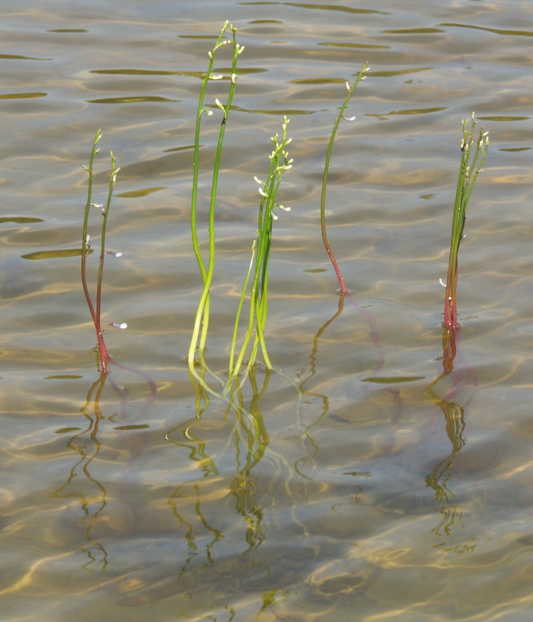 Image of Lobelia dortmanna specimen.
