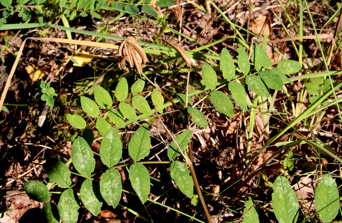 Изображение особи Astragalus glycyphyllos.