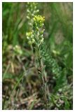 Alyssum alyssoides. Цветущее растение. Чешская республика, Южная Моравия, национальный природный резерват Děvín-Kotel-Soutěska. 02.05.2008.