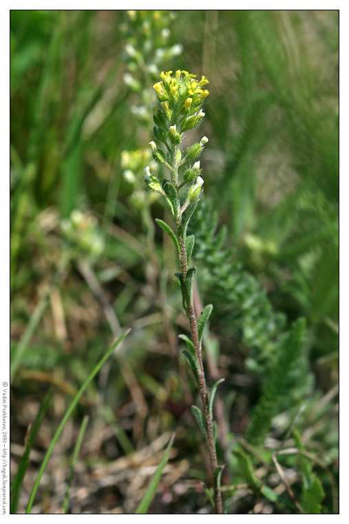 Изображение особи Alyssum alyssoides.