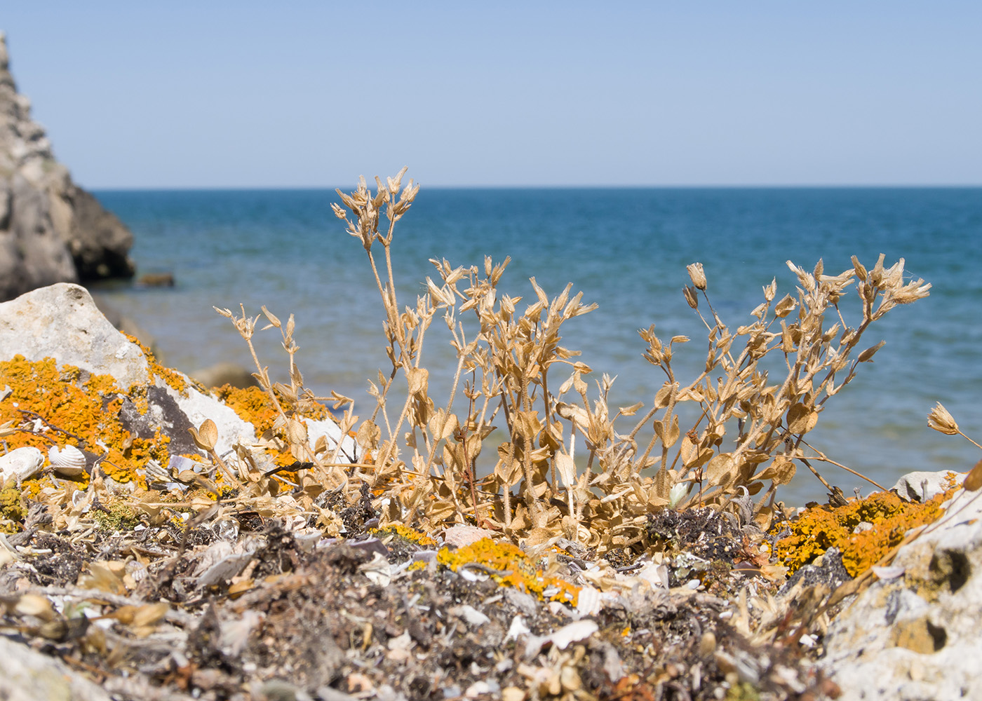 Изображение особи род Cerastium.