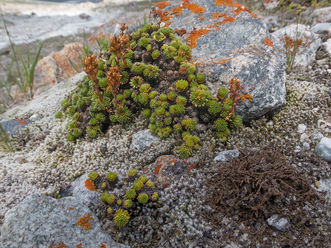 Изображение особи род Saxifraga.