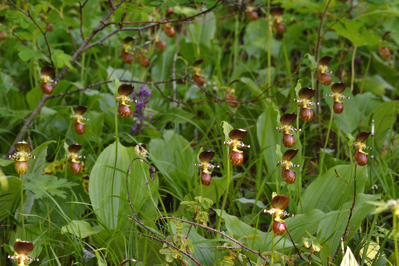 Image of Cypripedium yatabeanum specimen.