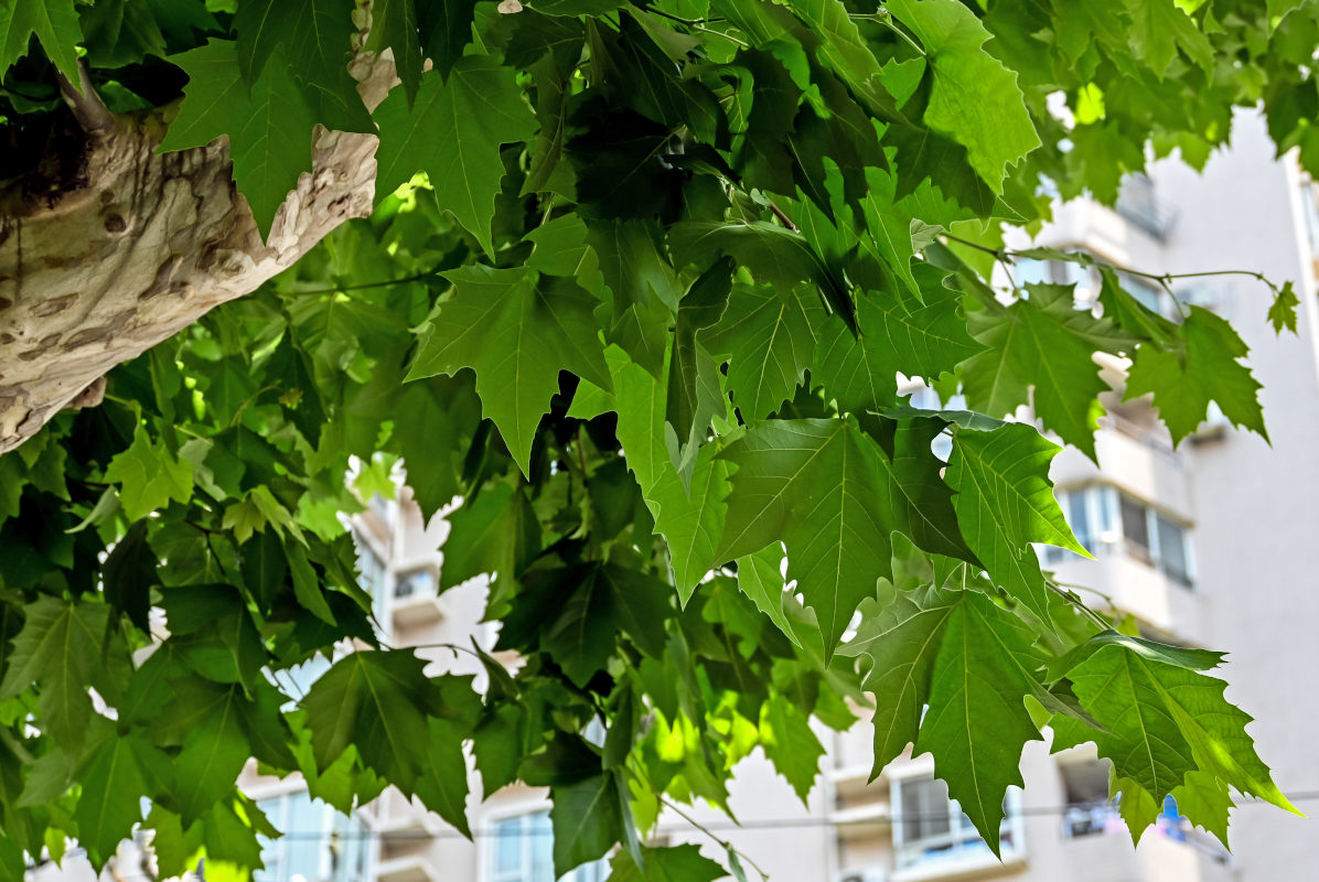 Image of Platanus orientalis specimen.