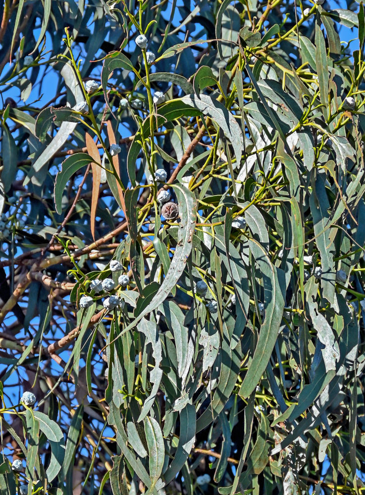 Изображение особи Eucalyptus globulus.