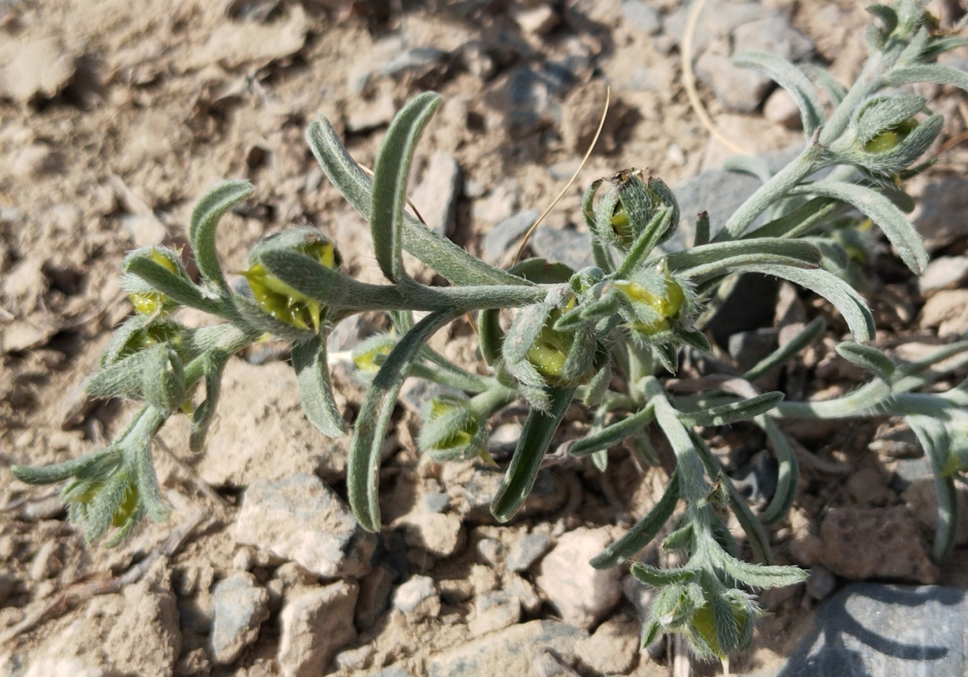 Изображение особи семейство Boraginaceae.