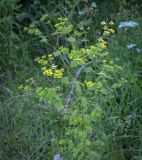 Euphorbia platyphyllos. Цветущее растение. Абхазия, Гудаутский р-н, окр. с. Лдзаа, берег речки. 08.06.2025.