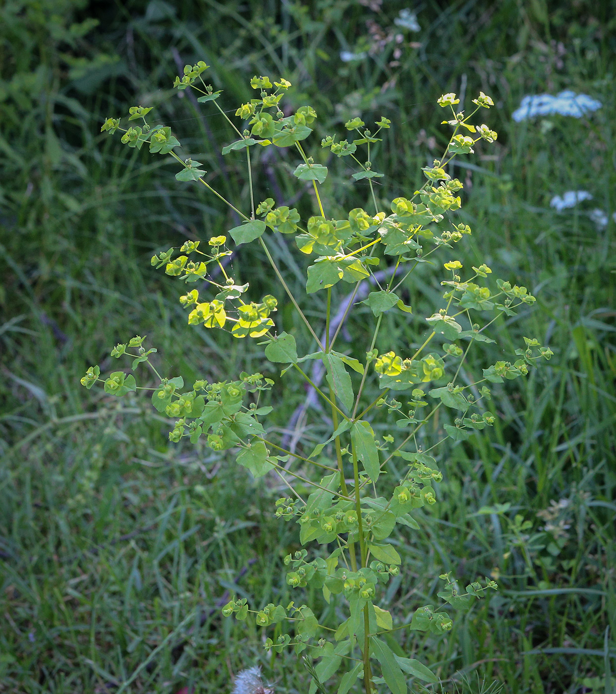 Image of Euphorbia platyphyllos specimen.