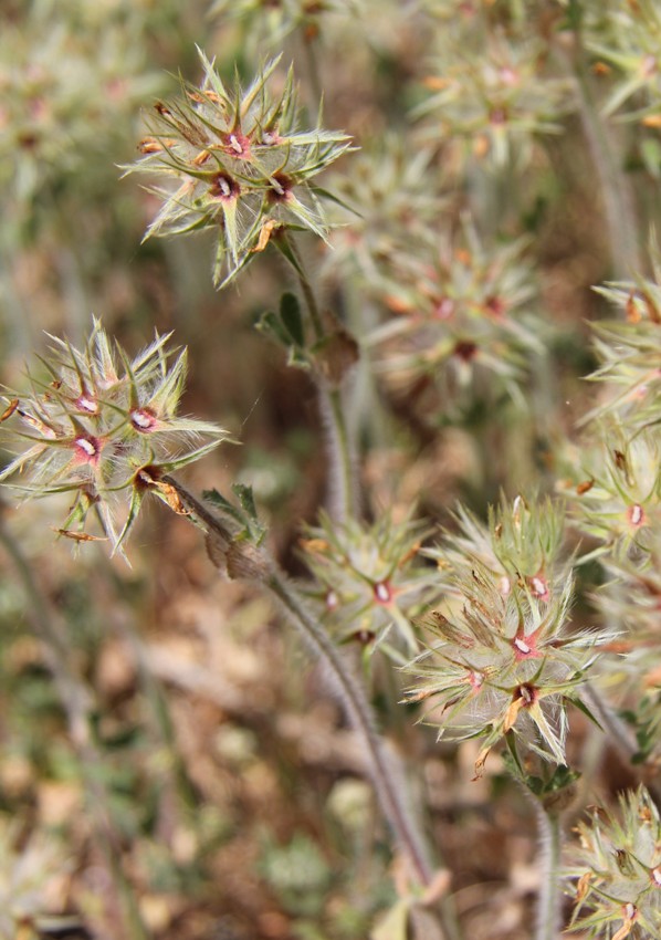 Изображение особи Trifolium stellatum.