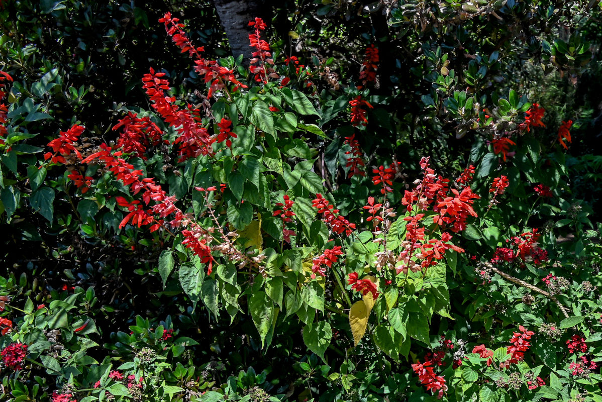 Изображение особи Salvia splendens.