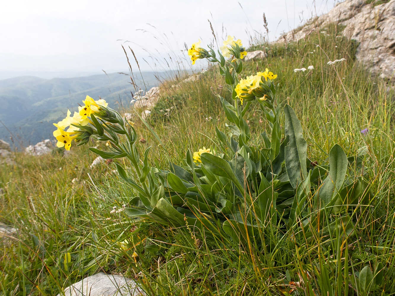 Image of Huynhia pulchra specimen.