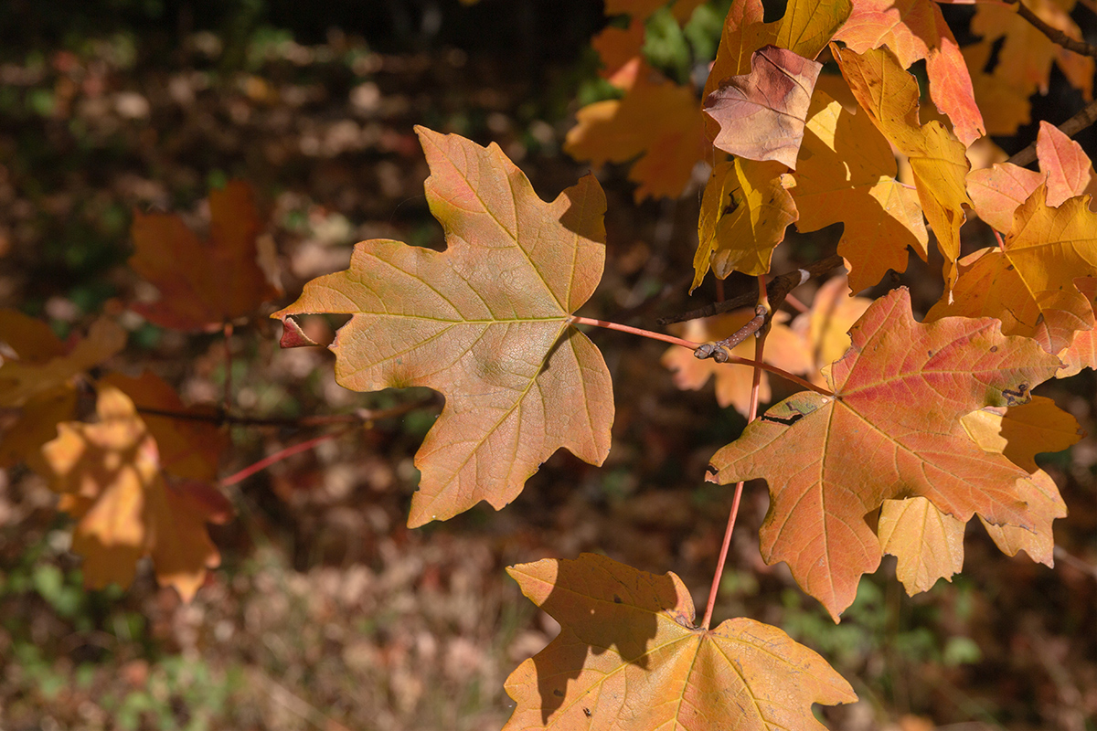 Изображение особи род Acer.