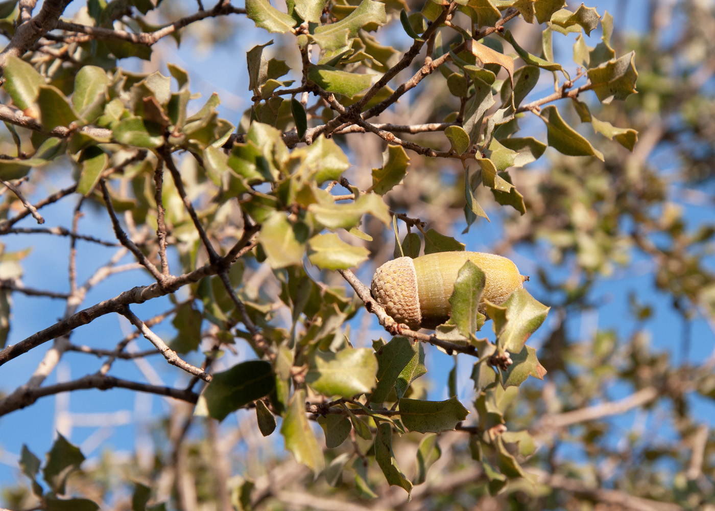 Изображение особи род Quercus.