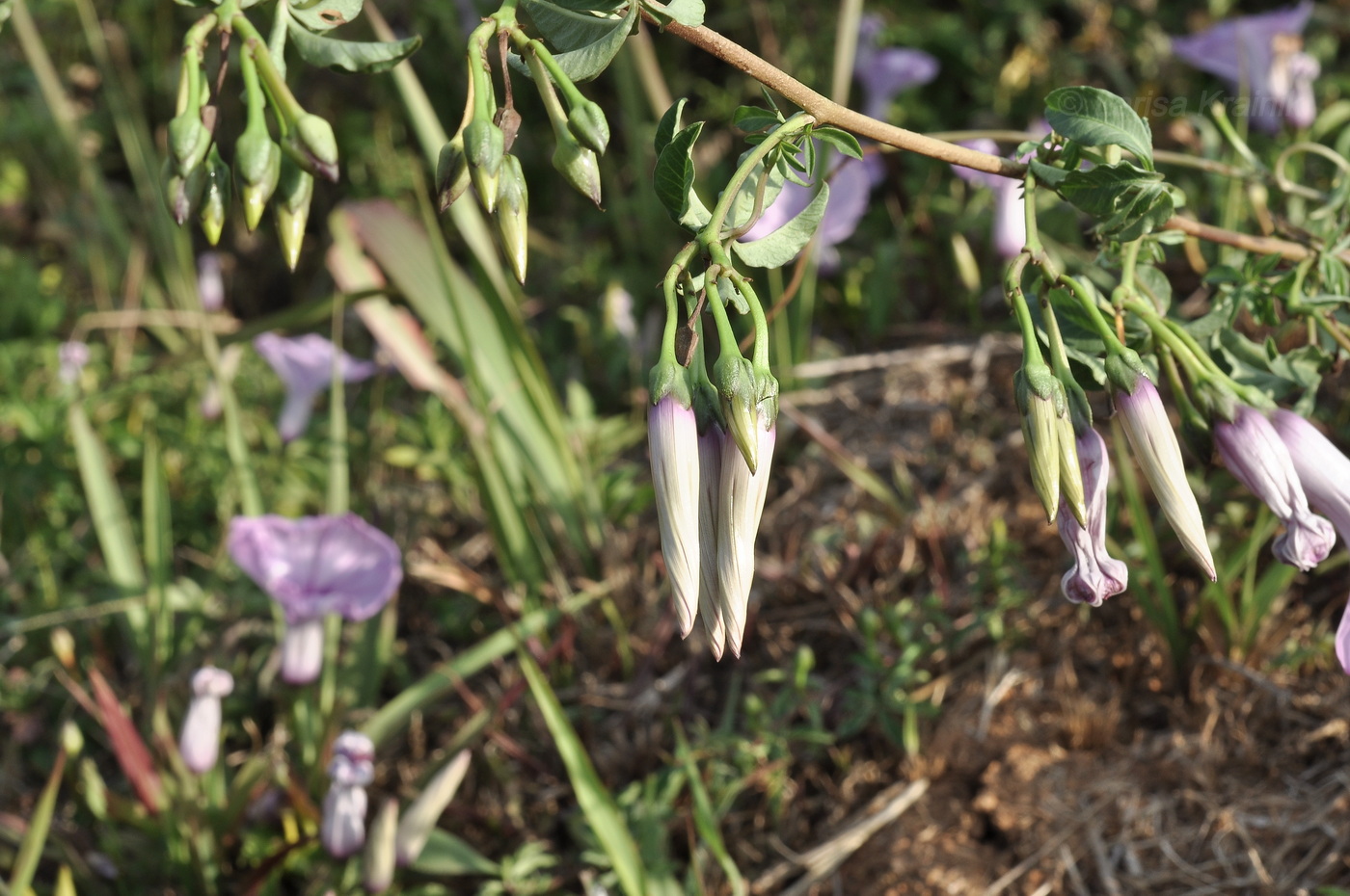 Image of Ipomoea cairica specimen.